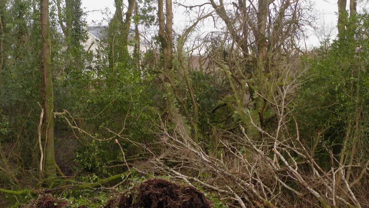 Forest with overturned trees and storm debris scattered across the ground, aerial ascend overview