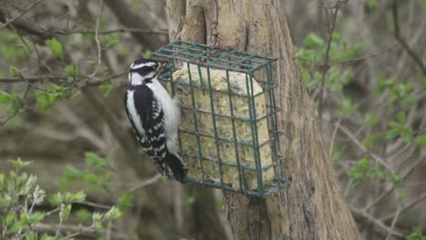 pájaro carpintero peludo hembra comiendo del alimentador de sebo colgado en el tronco del árbol