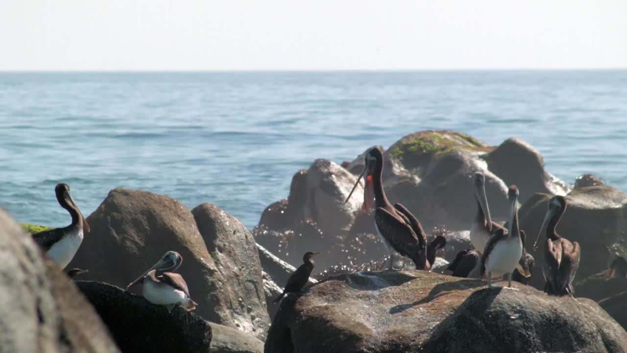 바다 옆 바위에 서 있는 펠리컨 새 떼