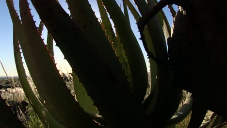 Aloes-growing-in-the-desert