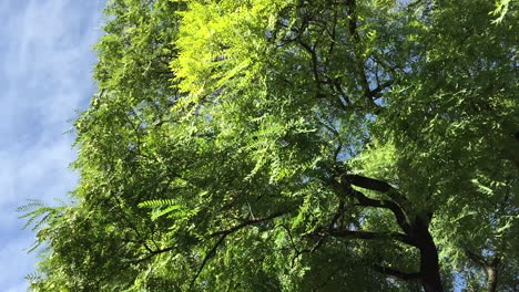 trees in lisbon