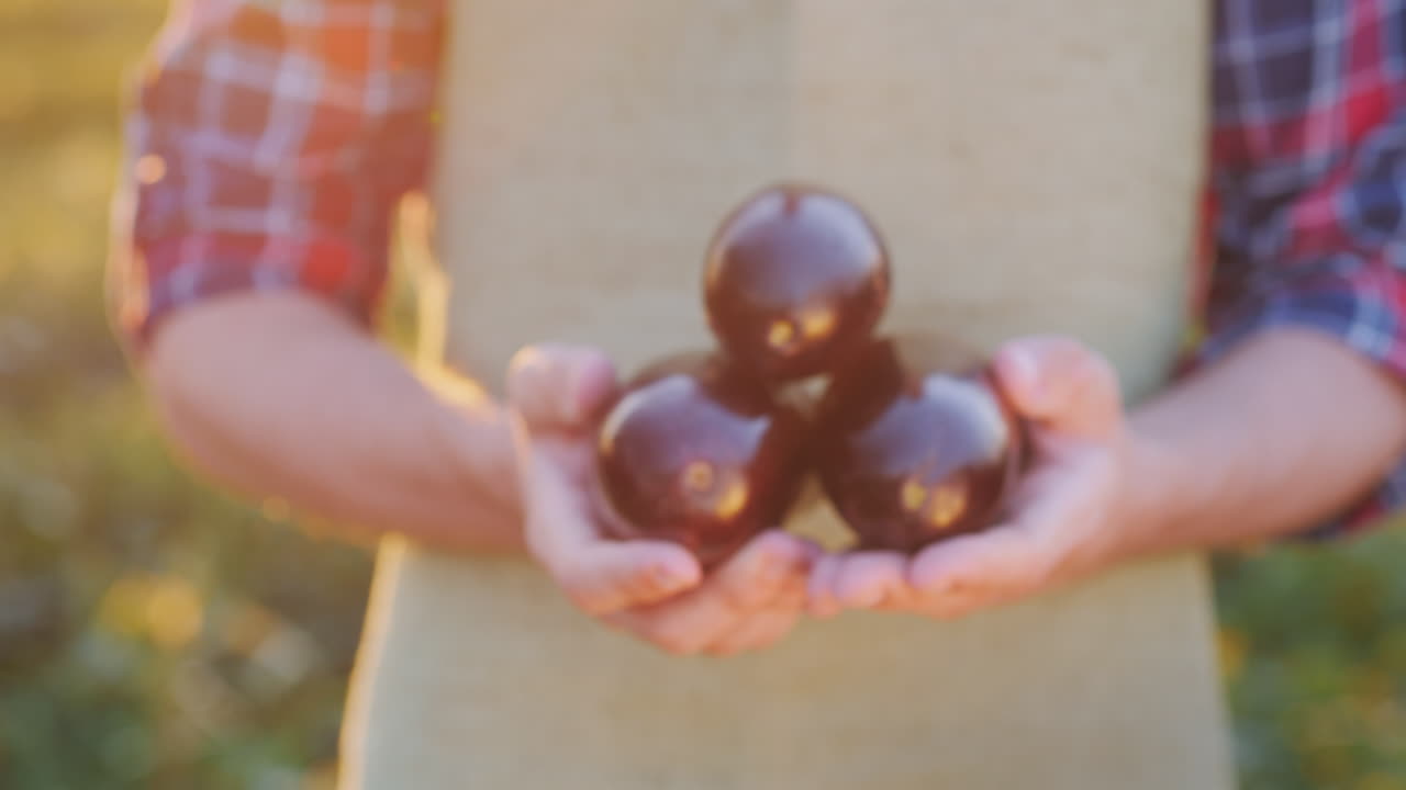 농부는 농장에서 친구들의 유기농 제품에 잘 익은 가지 몇 개를 보관합니다.