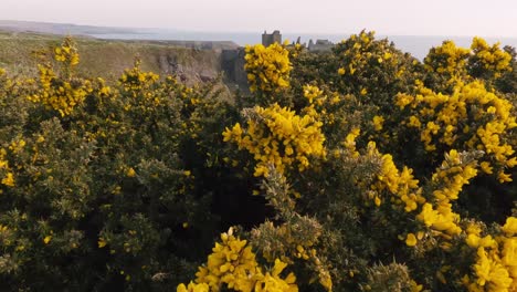 panoramic view surrounding dunnottar castle in scotland, where the majestic castle stands amidst a stunning natural landscape with green meadows