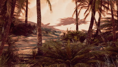 Palm-trees-in-Al-Ain-oasis