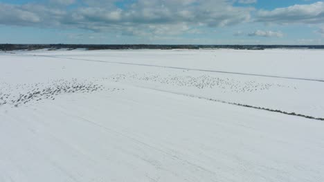 aerial establishing view of a large flock of bean goose taking up in the air, snow covered agricultural field, sunny winter day, bird migration, wide drone shot moving forward