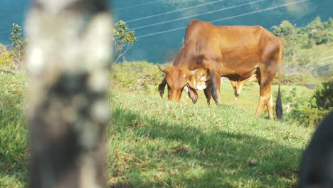 Toma-En-Cámara-Lenta-De-Una-Vaca-Marrón-Comiendo-Pasto-En-Un-Valle-Verde-En-Colombia