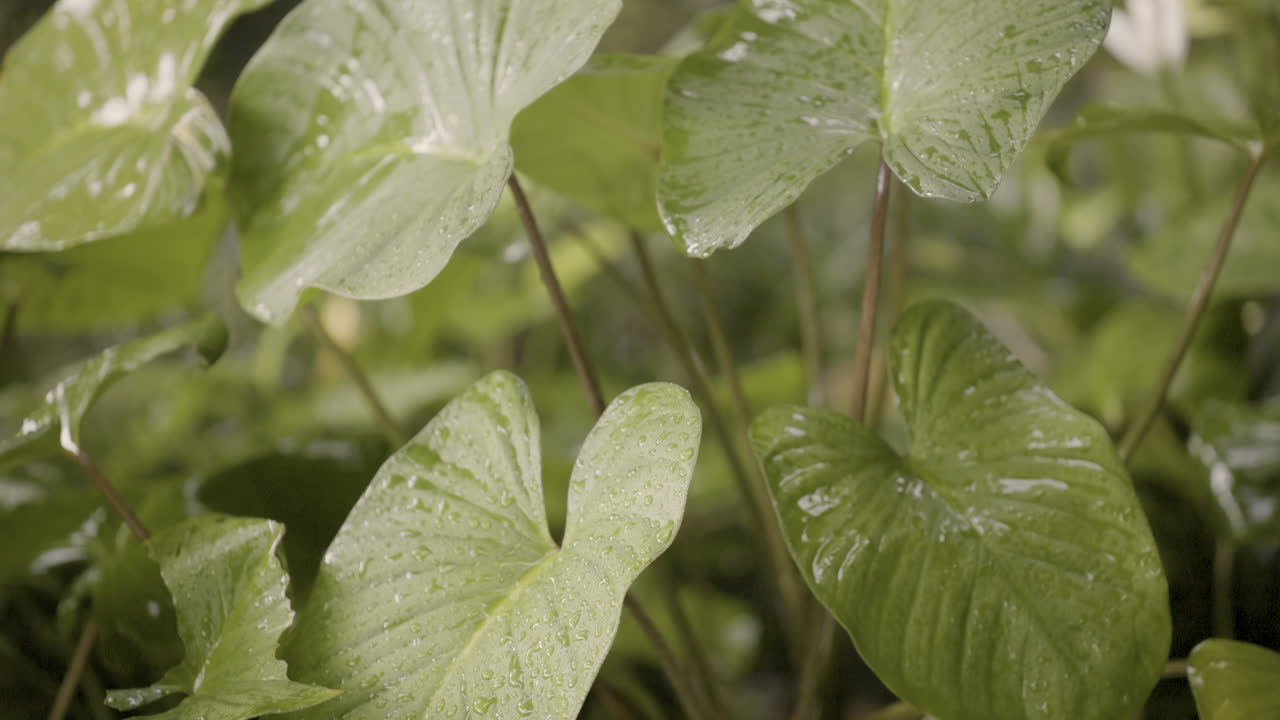 rain drops on tropical leaves in slow motion
