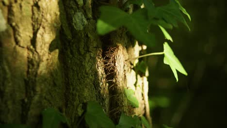 4k close up shot of contrasted dim light on leaves growing on a forest tree log