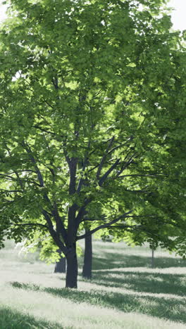 a tall tree with green leaves in a grassy field