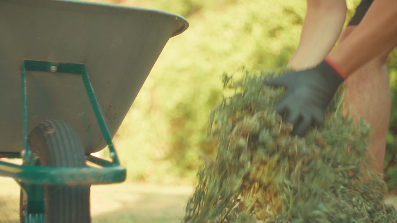 A nostalgic video shot of a man wearing gloves gathering cut grass from the yard and loading it into a wheelbarrow on a sunny summer evening, illuminated by warm golden sunset light.