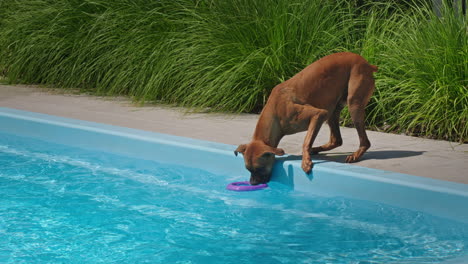 dog playing fetch by the pool