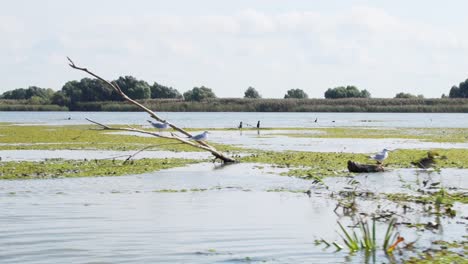 Traveling-By-Boat-Over-Green-Tranquil-Waters-Of-Danube-Delta-River-Surrounded-By-Lush-Foliage-Forest-Nature-Landscape-In-Tulcea,-Southeast-Romania---Long-Shot