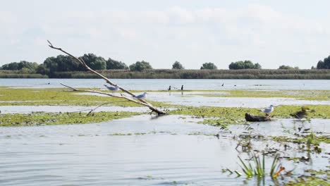 viajando en barco sobre las verdes y tranquilas aguas del delta del danubio rodeado de un exuberante paisaje natural de bosque de follaje en tulcea, sudeste de rumania - posibilidad remota