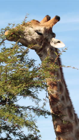 una jirafa pastando en las cimas de los árboles
