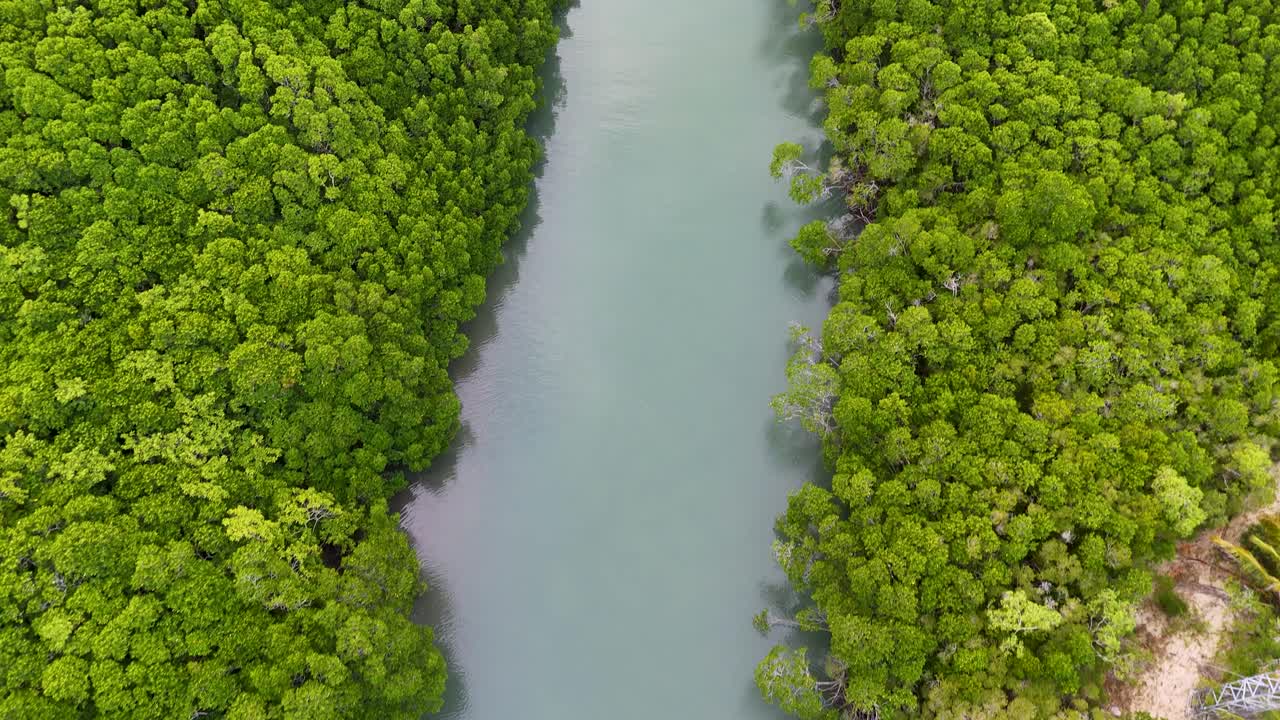 Drone captures vibrant green mangroves lining a serene river in Port Douglas, Queensland, under soft natural lighting