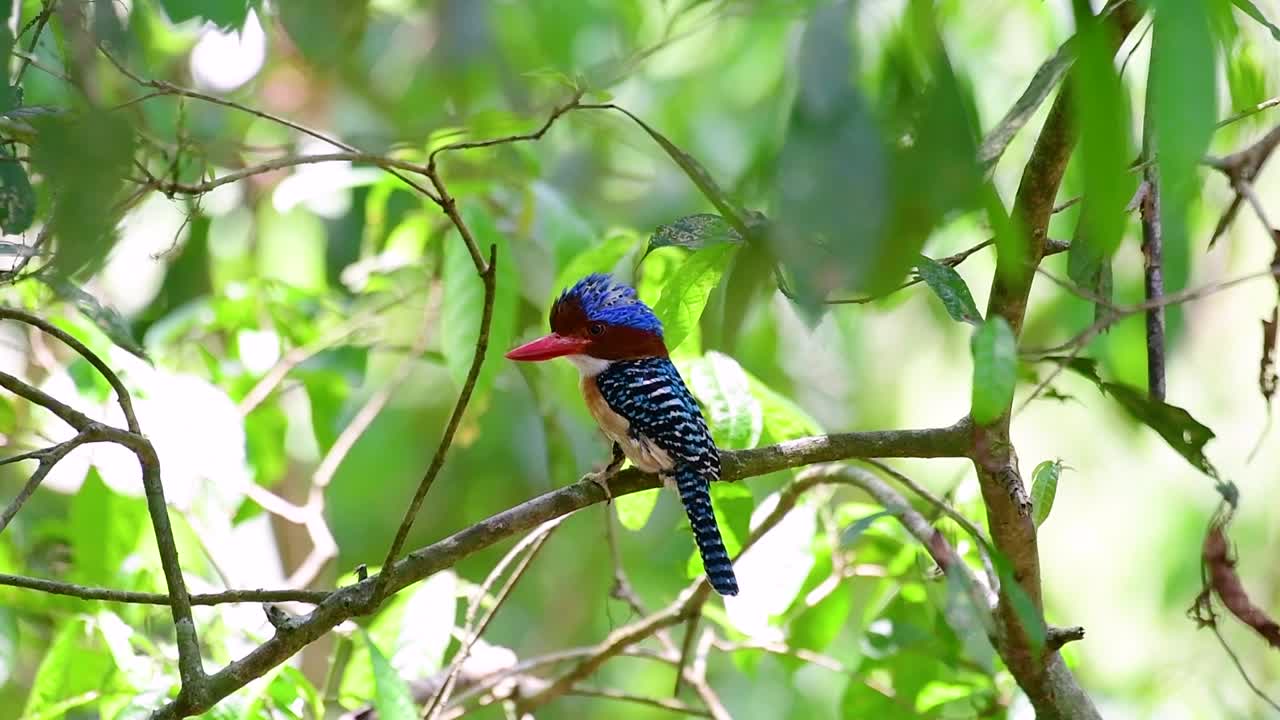 un martín pescador de árboles y una de las aves más hermosas que se encuentran en tailandia dentro de las selvas tropicales