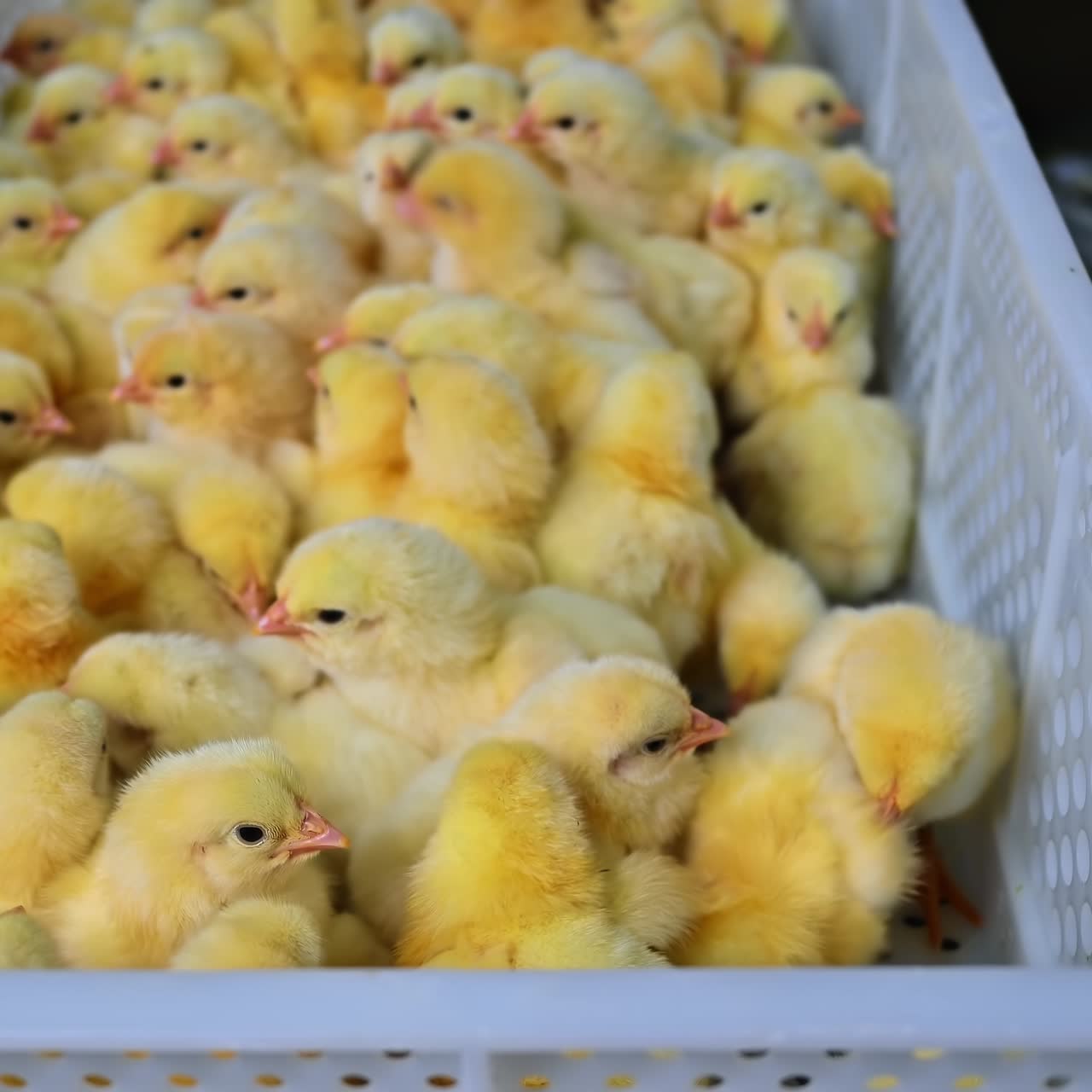 Beautiful fluffy little chicks. Many newborn yellow chickens in a plastic drawer on a poultry farm. Chicken production