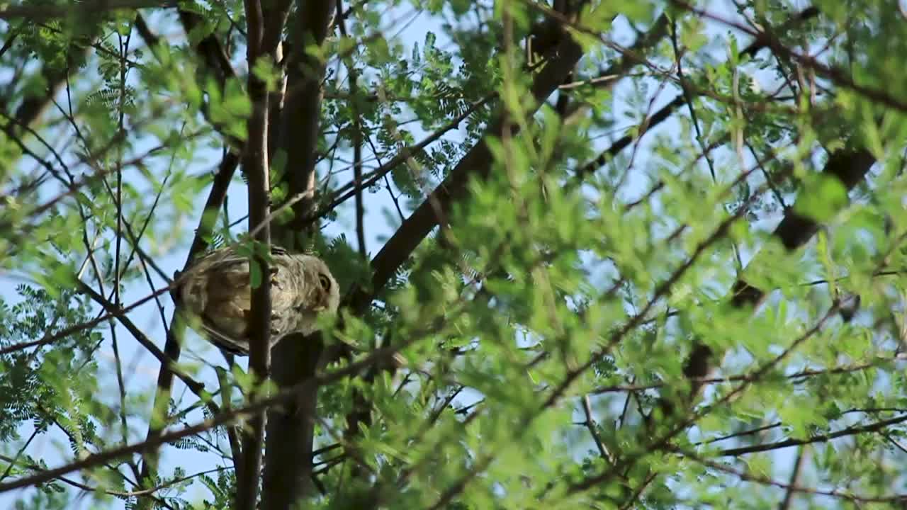 A Baby Owlet Owl Looks Down From A Tree Branch, Wild Natural Habitat