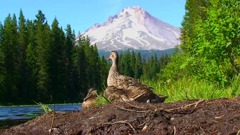 Un-Grupo-De-Patos-De-Pie-En-La-Orilla-Del-Lago-Trillium-Cerca-Del-Monte-Hood-En-Oregon