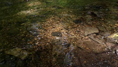 shallow forest stream with sunlit pebbles and stones