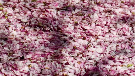 sakura petals flowing in a river