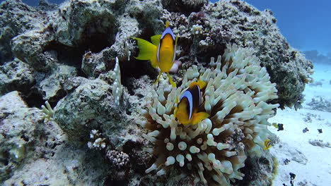 Two-clownfish-stay-close-to-a-sea-anemone-in-a-colorful,-tropical-coral-reef---underwater-view