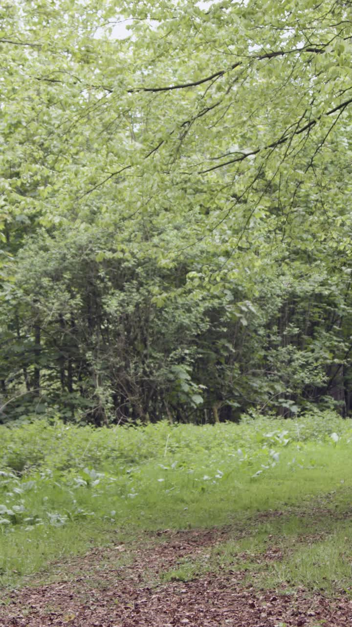video vertical de un hombre en bicicleta de montaña ciclando a lo largo de un sendero de tierra a través del bosque 7