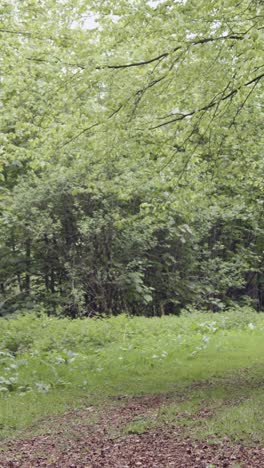 Vertical-Video-Of-Man-On-Mountain-Bike-Cycling-Along-Dirt-Trail-Through-Woodland-7