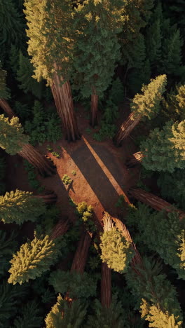 aerial view of a redwood forest clearing with a person's shadow