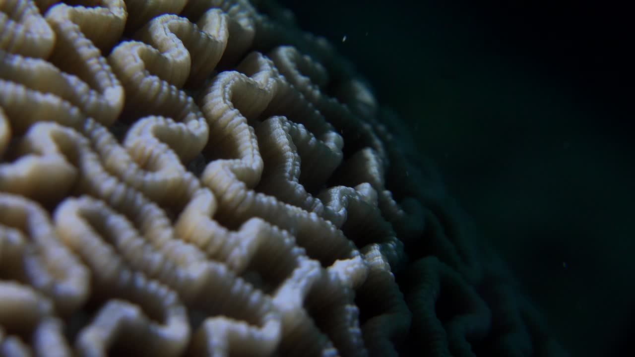 coral cerebral super close up macro shot en la noche con fondo de océano negro