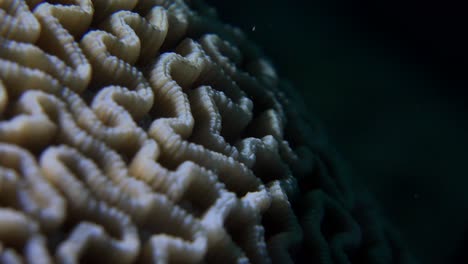 brain coral super close up macro shot at night with black ocean background