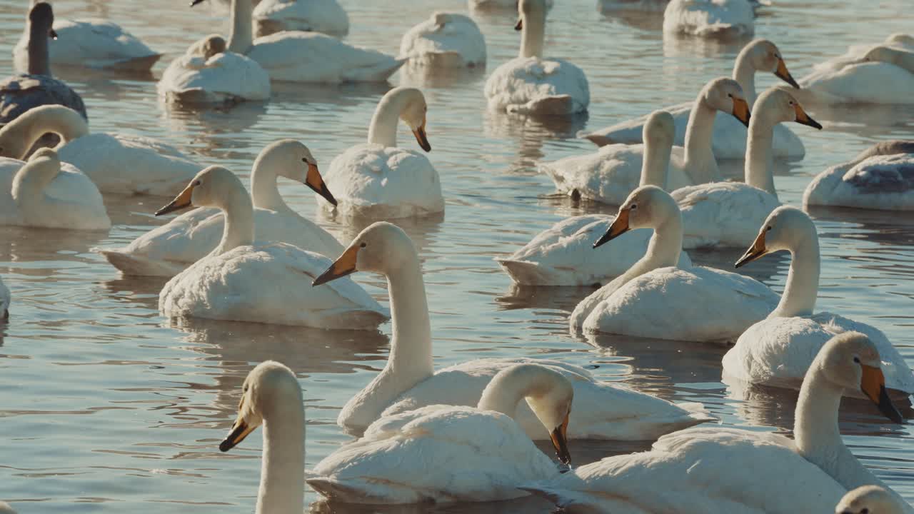 Flock of Swans on a Frozen Lake