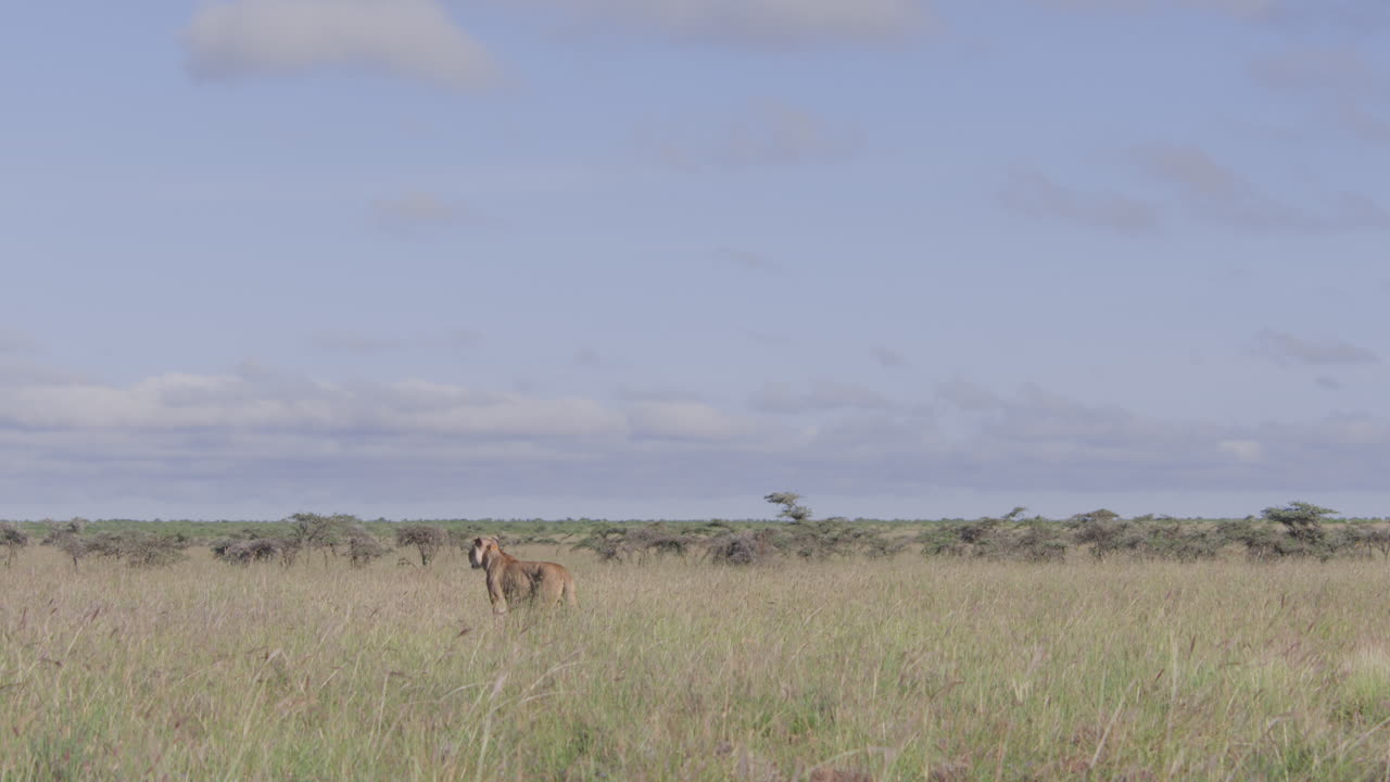 Leonessa in piedi nell'erba alta della savana africana