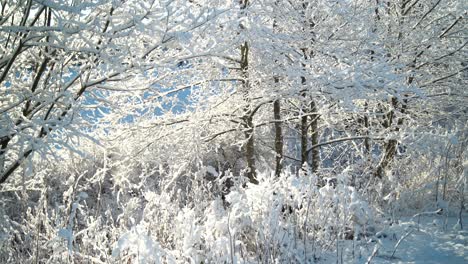 Schöne-Nahaufnahme-Von-Frostigen-Und-Schneebedeckten-Bäumen