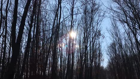 Caminando-Por-Un-Camino-Forestal-Con-El-Sol-En-El-Cielo-Y-La-Luz-Del-Sol-Atravesando-Las-Ramas-De-Los-árboles-A-Principios-De-La-Temporada-De-Primavera