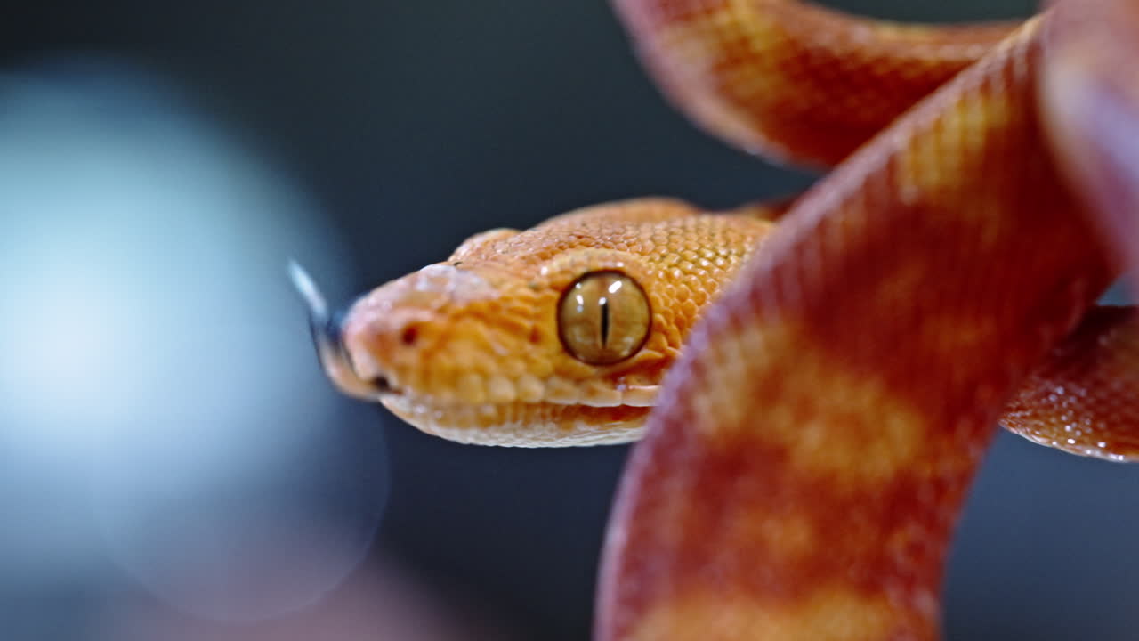 Close-up of snake with orange scales, tongue flicking in soft light