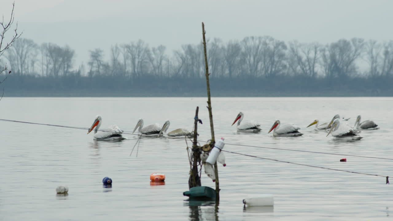 카메라 추적: 달마티아 펠리칸의 그룹은 느린 동작으로 헤엄치고, 그리스의 케르키니 호수.