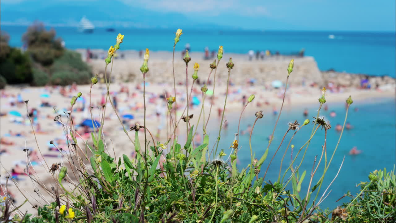 Close up of a plant with a blurred view of people relaxing on the Gravette beach in Antibes, France