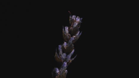 light streak revealing dried lavender flower against black background