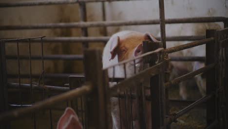 pigs in a farm pen