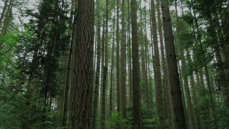 vancouver british columbia forest-trees.