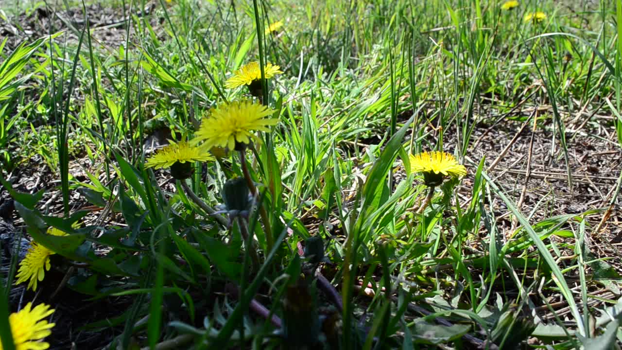 Denti di leone nel bosco. Erba rigogliosa