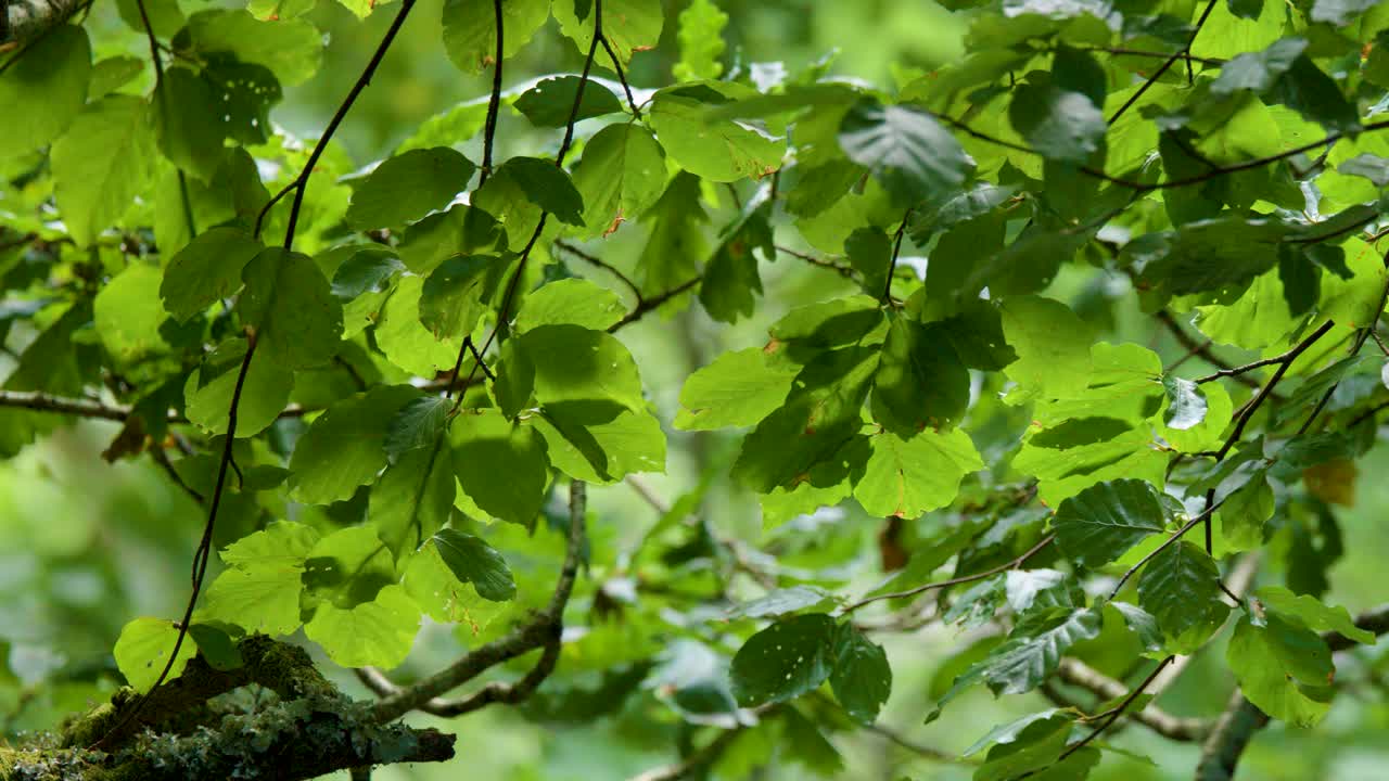 Close-up of leafy tree branches gently moving in natural daylight, Scottish Highlands woodland setting