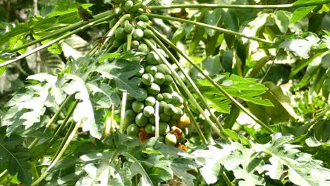 Las-Aves-Comen-De-Los-árboles-De-Frutas-Tropicales