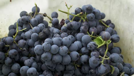 freshly harvested othello grapes falling into a box - 180 fps slow motion