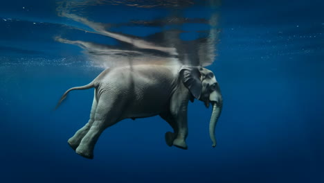 elephant swimming gracefully underwater