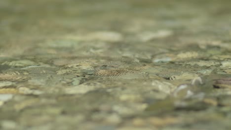 Adult-Pink-salmon-in-shallow-waters-in-a-stream-in-the-Pacific-Northwest