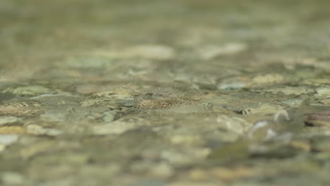 salmón rosa adulto en aguas poco profundas en un arroyo en el noroeste del pacífico