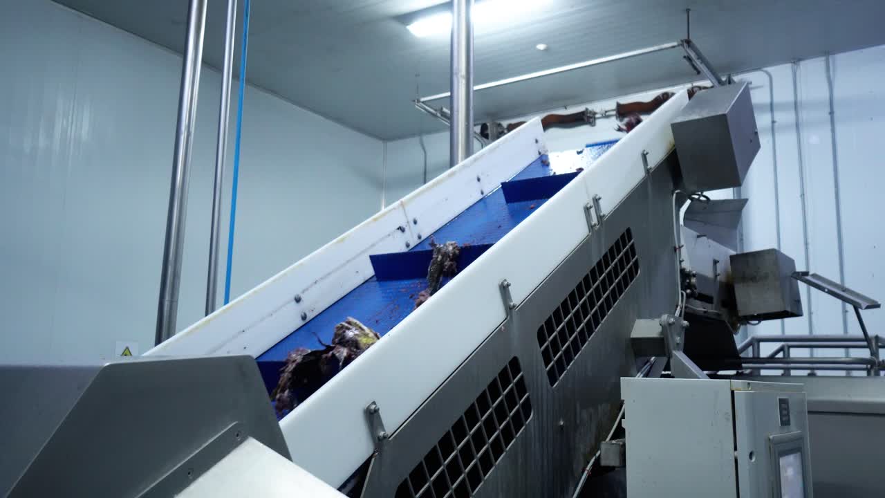 어업 산업: 물고기 필레 자동 선택기, 해산물 부분을 분리하고 이동합니다.
