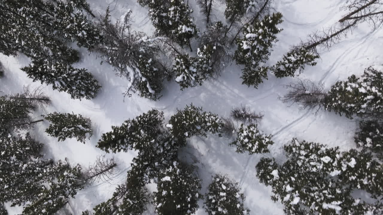 toma aérea de arriba hacia abajo de árboles cubiertos de nieve en las montañas rocosas de colorado